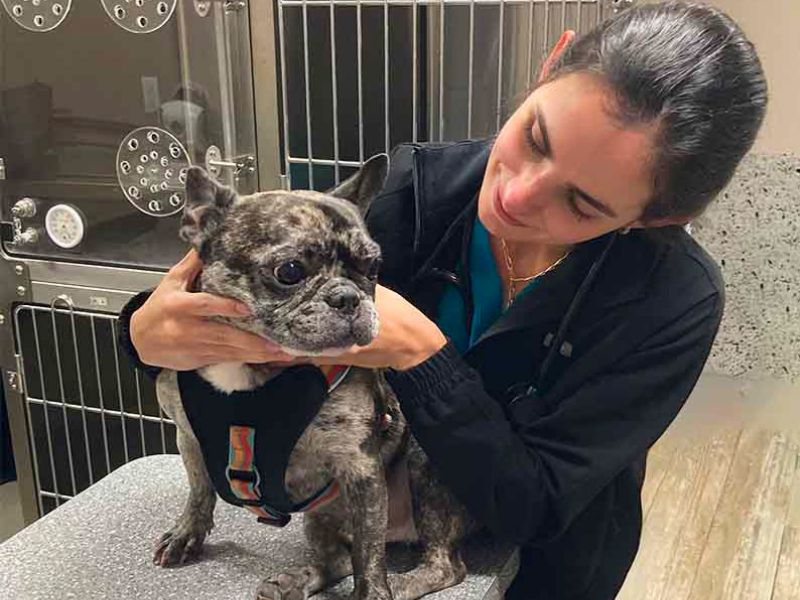 Veterinary Jobs in St. Petersburg