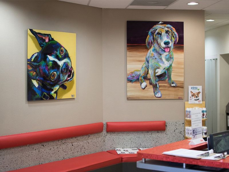 St. Petersburg Pet Hospital