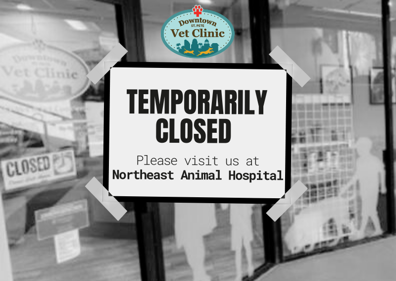 Carousel Slide 1: Visit Us at Northeast Animal Hospital!